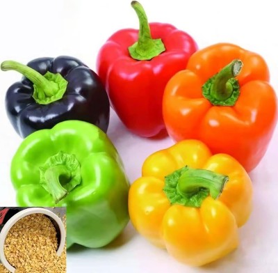 Qualtivate FXL-5AT Bell Pepper Capsicum Rainbow Mix Seed(100 per packet)