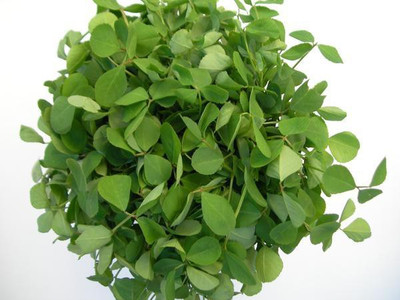 CYBEXIS FENUGREEK (METHA) SEEDS2800 Seeds Seed(2800 per packet)
