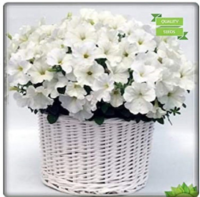 CYBEXIS Petunia-Royal Flower Seeds-50 Seeds Seed(50 per packet)