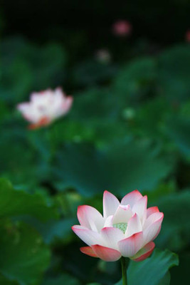 TORPPEZA lotus,kamal seeds Seed(14 per packet)