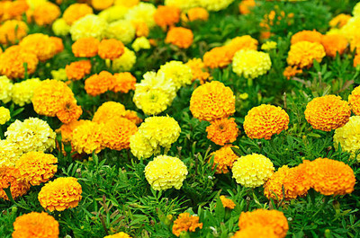ARYAN EVERGREEN marigold/gende ka phool flower seeds Seed(50 per packet)