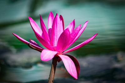 seedkart lotus,kamal gatta Seed(11 per packet)