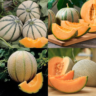 ibains Muskmelon seeds for agriculture for planting 42 Seed(42 per packet)