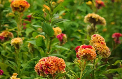 Avysa VARIEGATED COCKSCOMB Seed(25 per packet)