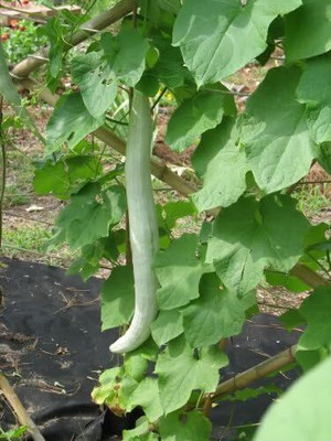 Qualtivate HYB-3A Chichinda - Padwal Snake Gourd Seeds Seed(25 per packet)