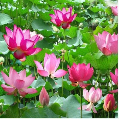 VibeX KGF -54 - Mini Lotus Flowers - (270 Seeds) Seed(270 per packet)