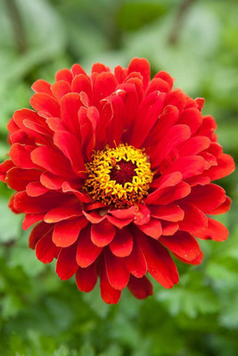VibeX PUAS-94 - Elegant Zinnia Flower - (90 Seeds) Seed(90 per packet)