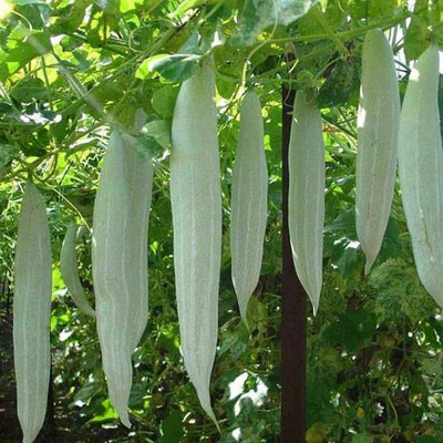 RAINBOWRAGA Snake Gourd (Chichinda) Seeds for Home Gardening | Organic, Easy to Grow Seed(100 per packet)
