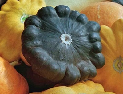 Qualtivate DXL-2AT Black Patty Pan Squash Scallop Zucchini Seed(30 per packet)