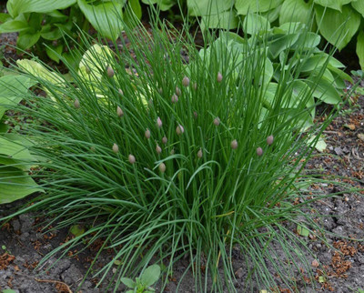 CYBEXIS PUAS-77 - Chive Herb - (2250 Seeds) Seed(2250 per packet)