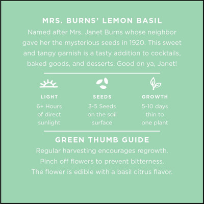Qualtivate Lemon Basil 'Mrs. Burns' Seed(1000 per packet)