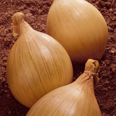 KNESSiN Vegetable Onion Ailsa Craig Hardy Annual Giant Easy to Grow[600 Seeds] Seed(600 per packet)