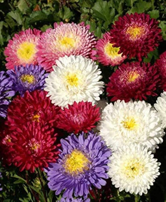 LIFELEX Aster Double Mix Flower Seed(22 per packet)