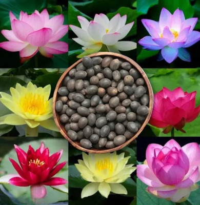 BEE Garden 50 Pcs Lotus Seeds | Kamal gatta | Kamal Beej for Home Garden Seed(50 per packet)