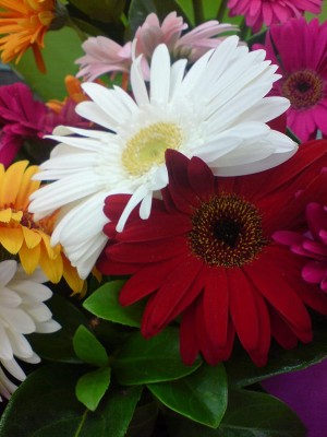 Aywal Gerbera Mixed Seed(60 per packet)