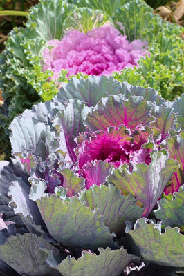 Aywal Imported Ornamental Kale Flower Seed(40 per packet)