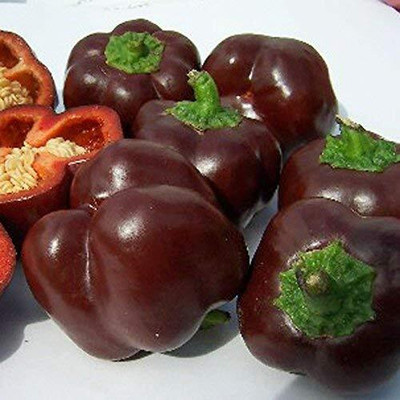 CRGO CAPSICUM , SHIMLA MIRCH Seed(100 per packet)