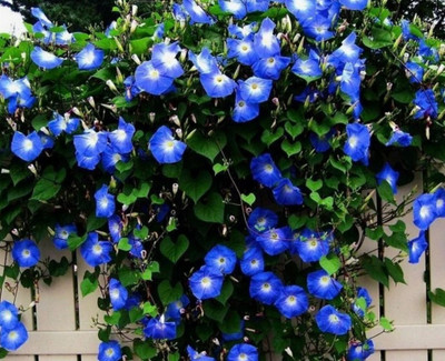 ZIXA Heavenly Blue - Organic - Ipomoea Tricolor Seed(10 per packet)
