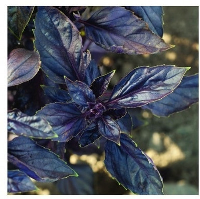 Qualtivate ATS-47 Basil Red Rubin Seeds Seed(1000 per packet)