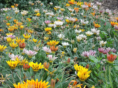 KANAYA Gazania Starlight Dwarf Seed(80 per packet)