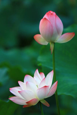 AYODHYAvati lotus,kamal gatta Seed(10 per packet)