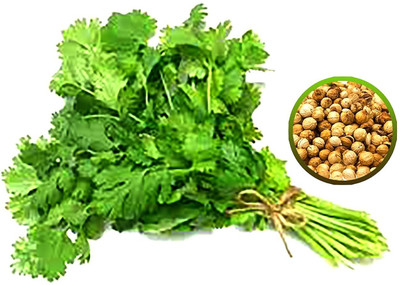 WILLVINE Coriander (Dhaniya) High Yield Excellent Germination-[5000 Seeds] Seed(5000 per packet)