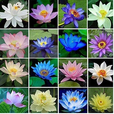 CRGO LOTUS , KAMAL Seed(10 per packet)