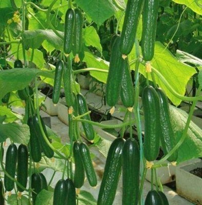 KNESSiN Mini Cucumber Seed(1250 per packet)