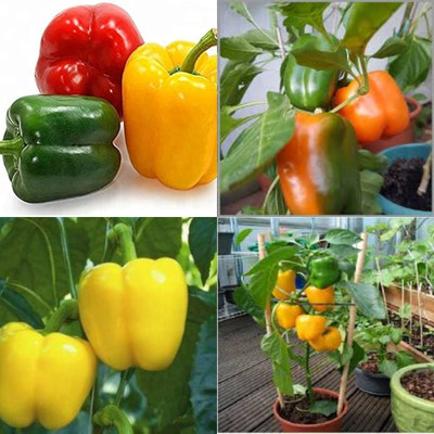 ibains F1 capsicum seeds shimla mirchi 84 Seed(84 per packet)
