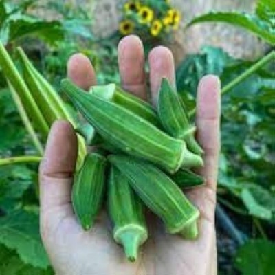 ibains Hybrid okra seeds Seed(43 per packet)