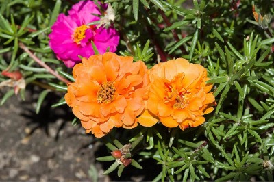 Aywal Portulaca (Mixed), 10 O Clock Seed(100 per packet)