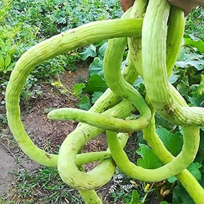 CYBEXIS HUA-82 - Hybrid Cucumber Kakri - Long Melon - (1350 Seeds) Seed(1350 per packet)
