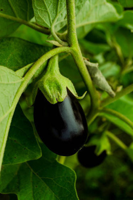 Kodali Hybrid F1 Brinjal Seeds Pack Of 29 Seed(29 per packet)