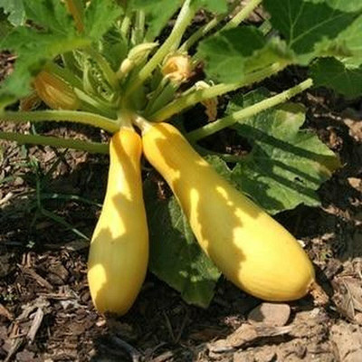 Qualtivate RES-5A Yellow Straightneck Summer Squash Seed(30 per packet)