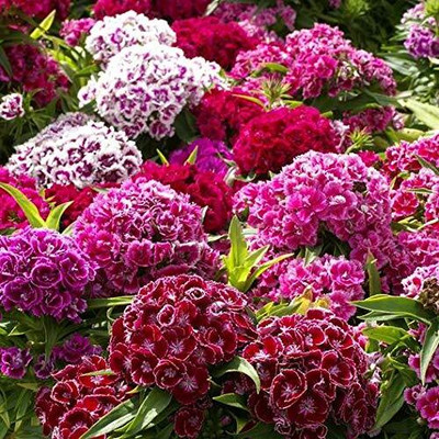 Lorvox Sweet William- Herald of Spring Seed(10 per packet)