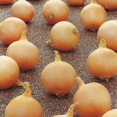 FRESHO Yellow Onion Pyaaz Seed(20 per packet)
