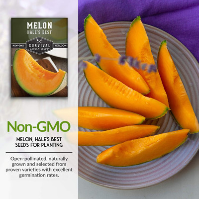Qualtivate PUA-6A Hybrid Best Musk Melon Seeds Seed(200 per packet)