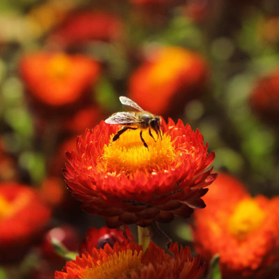 Aywal Helichrysum/Paper Flower Seeds F1 hybrid flower Seed(10 per packet)