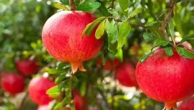 Aro Pomegranate, Anaar Seed(30 per packet)