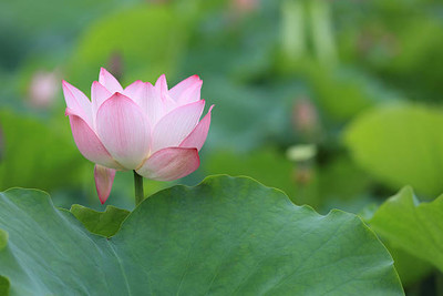 nesto lotus,kamal gatta Seed(10 per packet)