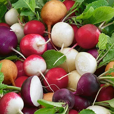 KNESSiN Beetroot Mixed Seed(1250 per packet)