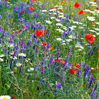 Biosnyg Partial Shade Wild Flower Garden Mix[100 Seeds] Seed(100 per packet)