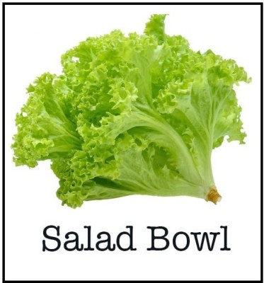 CYBEXIS Salad Bowl Lettuce Seeds4000 Seeds Seed(4000 per packet)