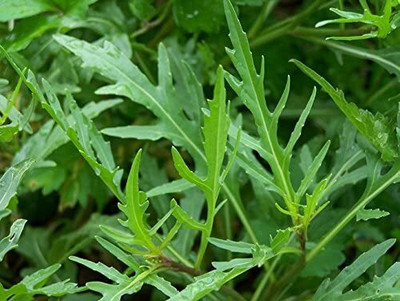 CYBEXIS Disease Resistant Wild Rocket Seeds DIPLOTAXIS TENUIFOLIA700 Seeds Seed(700 per packet)