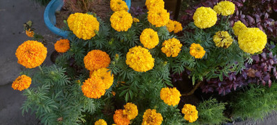 AZOLLA marigold,gende ka phool seeds Seed(20 per packet)