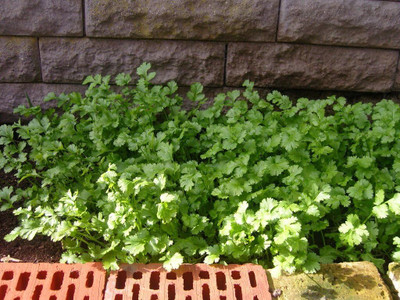 Qualtivate LXI-78 Coriander Slow Bolting Seed(500 per packet)