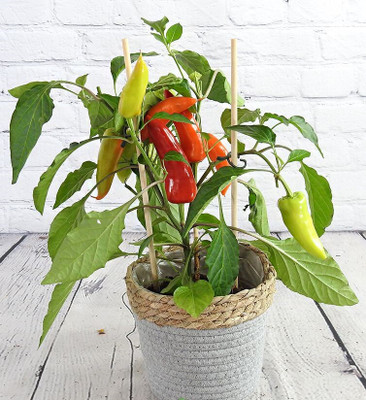 DEYS AGRO ™ f1 hybrid green chilli seeds,highest yield Suitable for indoor Seed(420 per packet)