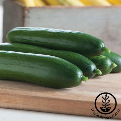 Qualtivate GBPT-8A Hybrid Cucumber Garden Seeds Seed(300 per packet)