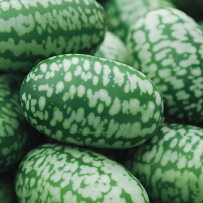 Qualtivate ICRA-2A Cucamelon Mexican Sour Gherkin Cucumber Seed(300 per packet)