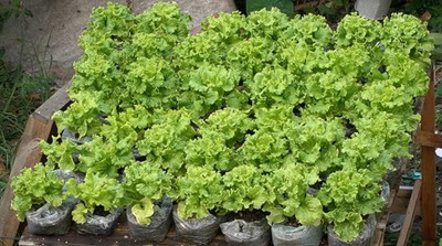 Qualtivate PUAS-9A Leaf Lettuce Four Seasons Seed(300 per packet)